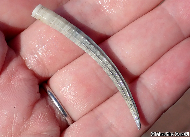 ヤカドツノガイ Dentalium octangulatum