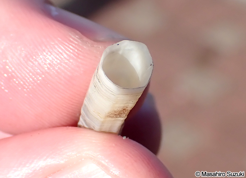 ヤカドツノガイ Dentalium octangulatum