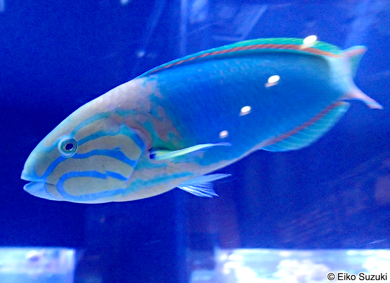 ヤマブキベラ Thalassoma lutescens