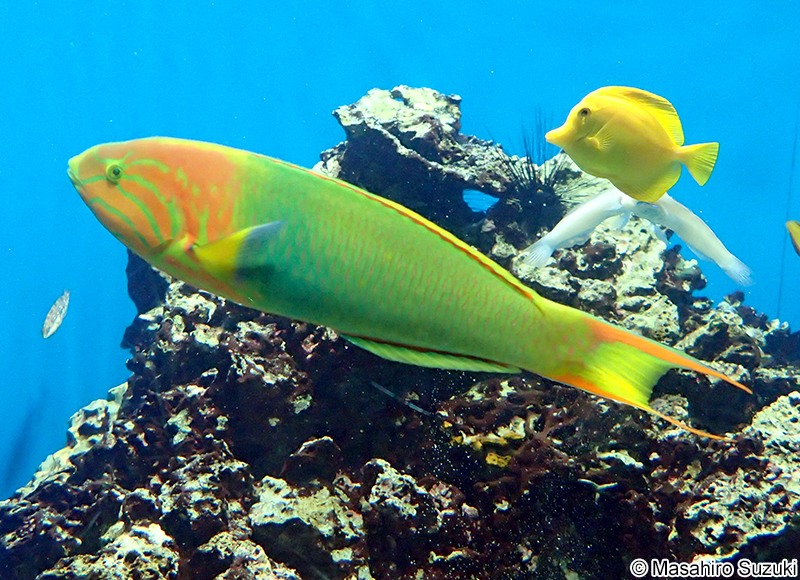 ヤマブキベラ Thalassoma lutescens