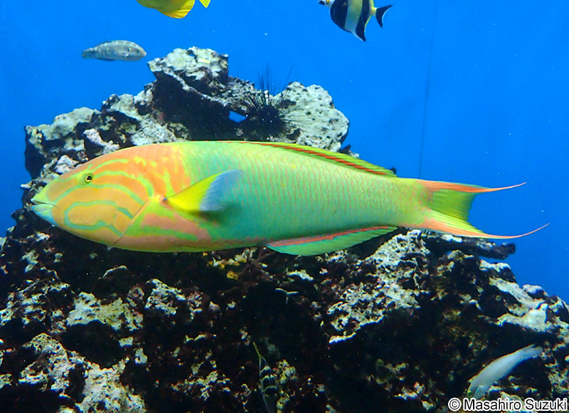ヤマブキベラ Thalassoma lutescens
