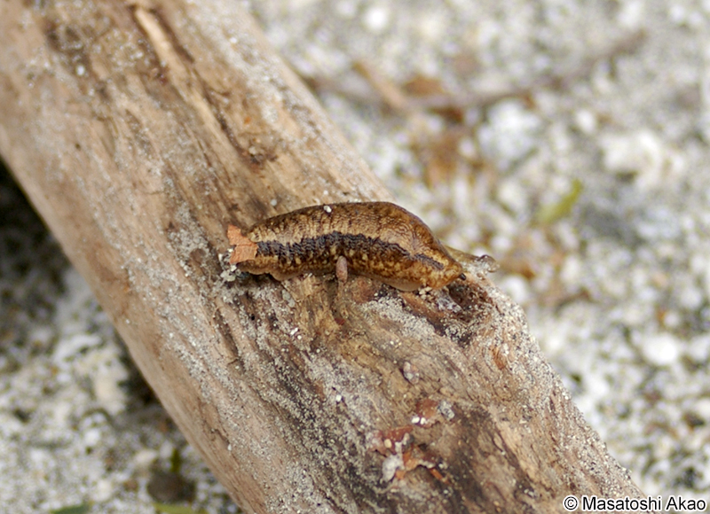ヤマナメクジ Meghimatium fruhstorferi