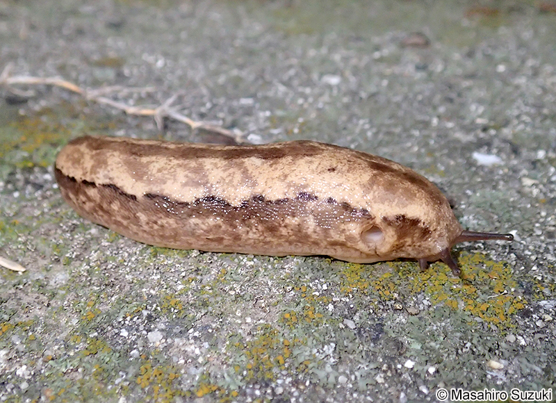 ヤマナメクジ Meghimatium fruhstorferi