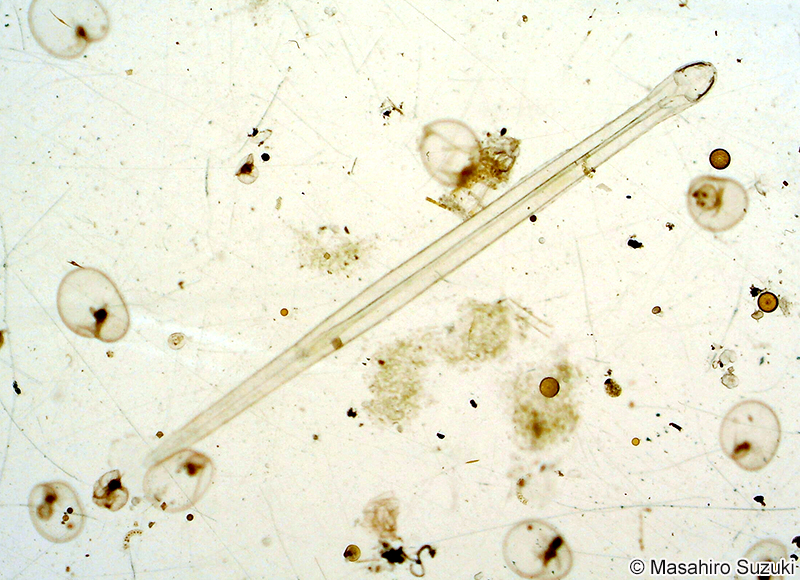 ヤムシ Sagittoidea