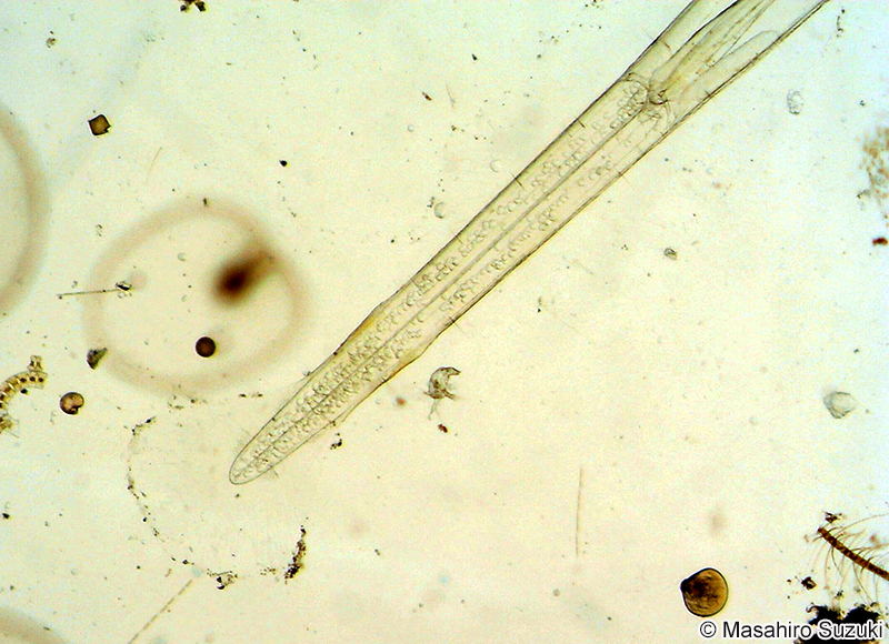 ヤムシ Sagittoidea