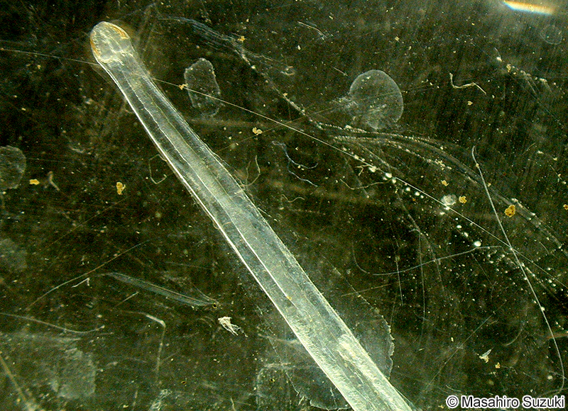 ヤムシ Sagittoidea