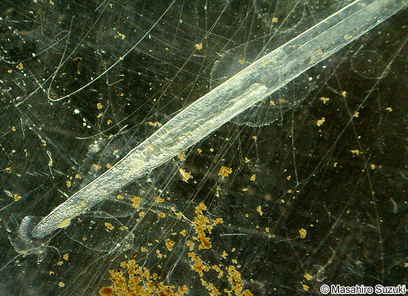 ヤムシ Sagittoidea