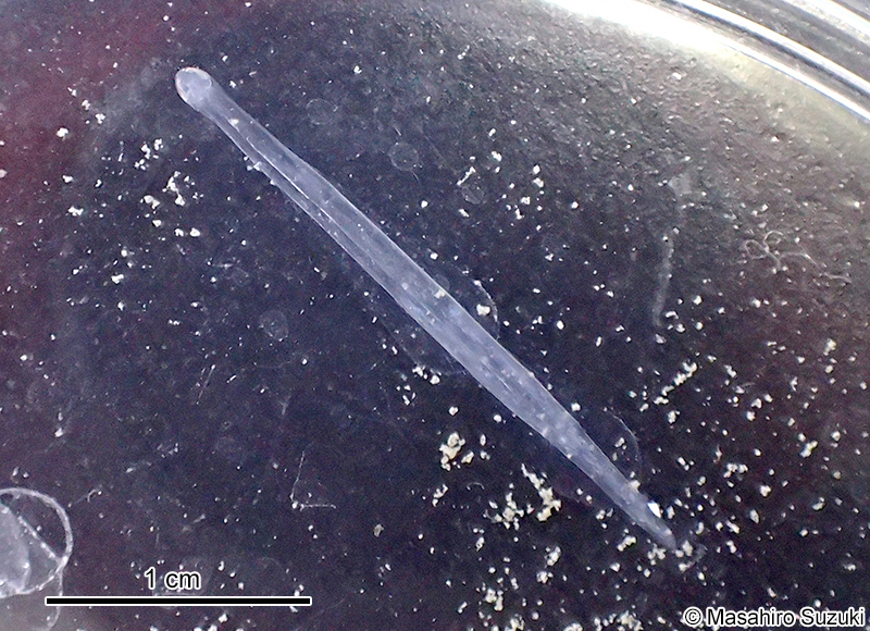 ヤムシ Sagittoidea