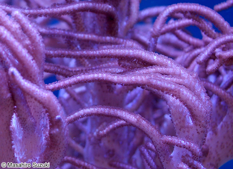 ヤナギカタトサカ Sinularia flexibilis