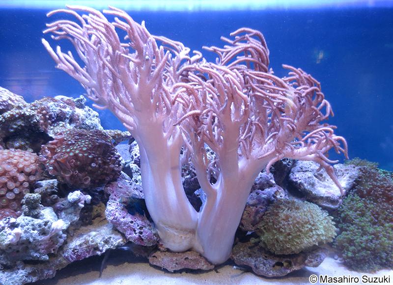 ヤナギカタトサカ Sinularia flexibilis