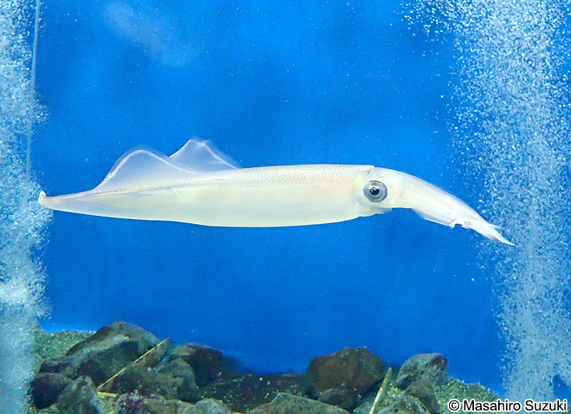 ヤリイカ Heterololigo bleekeri