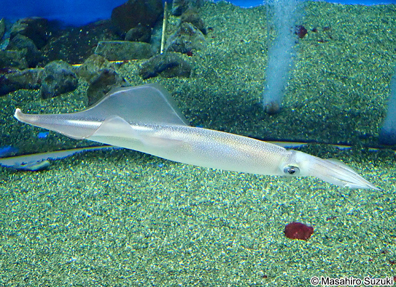 ヤリイカ Heterololigo bleekeri