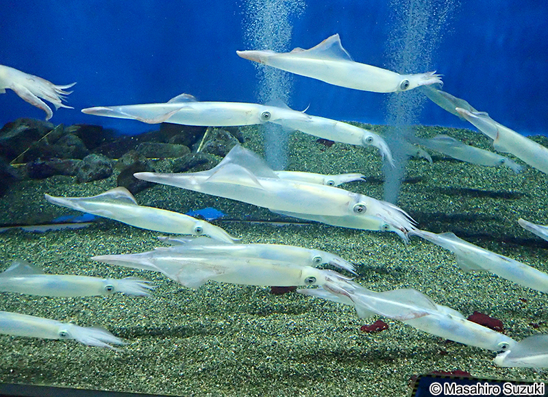 ヤリイカ Heterololigo bleekeri