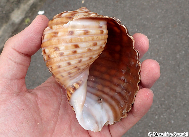 ヤツシロガイ Tonna luteostoma