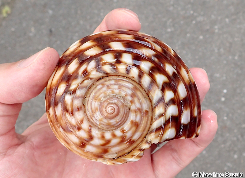 ヤツシロガイ Tonna luteostoma