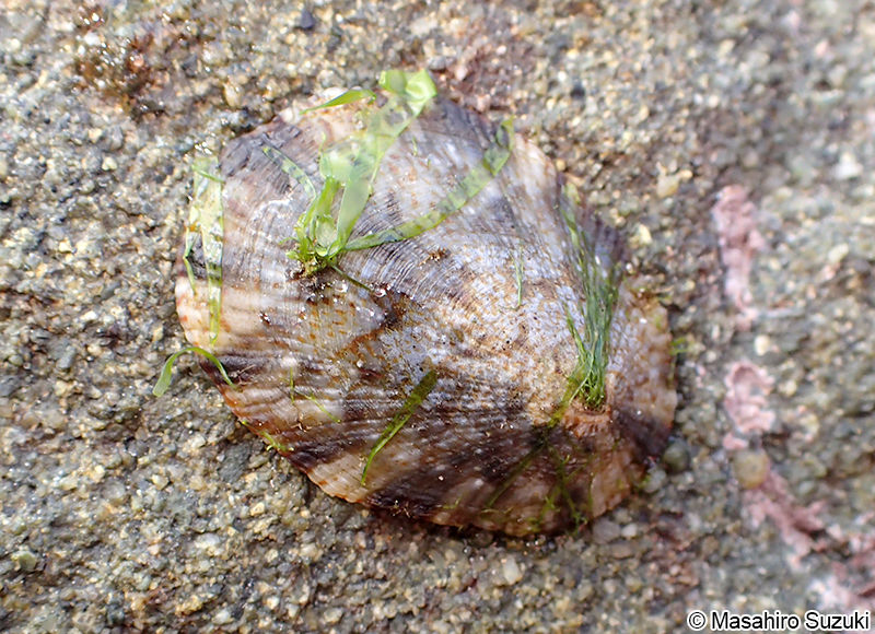 ヨメガカサ Cellana toreuma