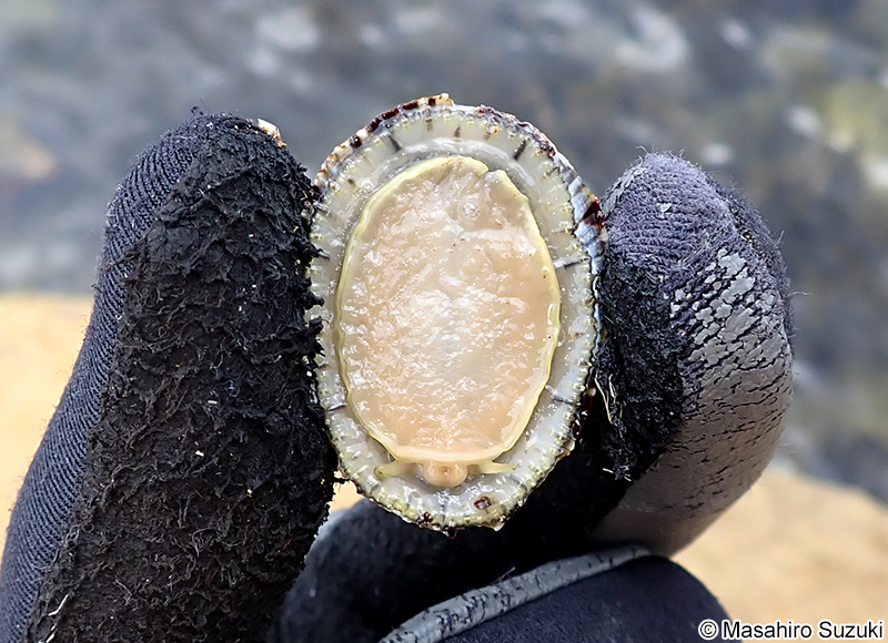 ヨメガカサ Cellana toreuma