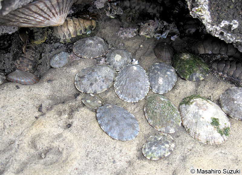 ヨメガカサ Cellana toreuma