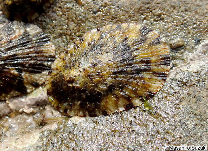 ヨメガカサ Cellana toreuma