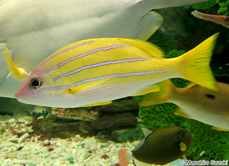 ヨスジフエダイ Lutjanus kasmira