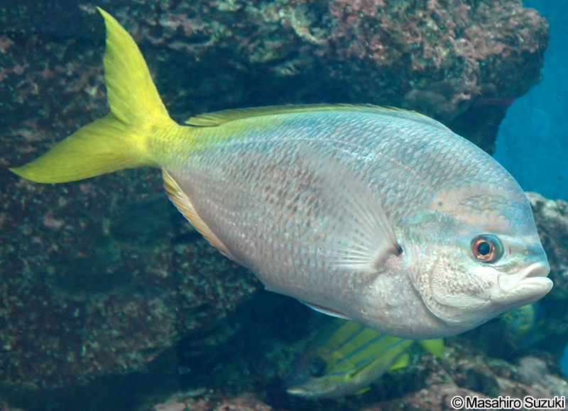 ユメウメイロ Caesio cuning