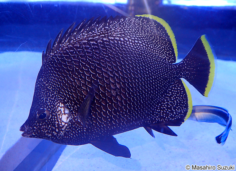 ユウゼン Chaetodon daedalma