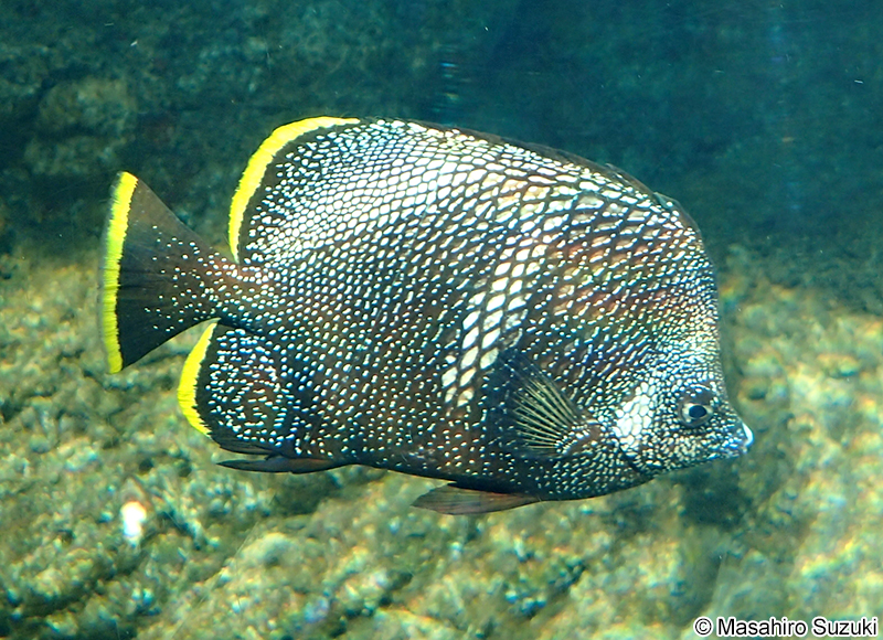 ユウゼン Chaetodon daedalma