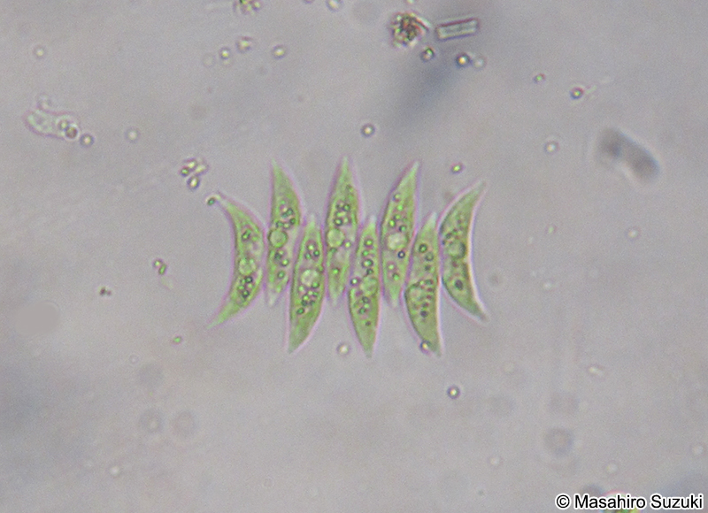 Acutodesmus acuminatus