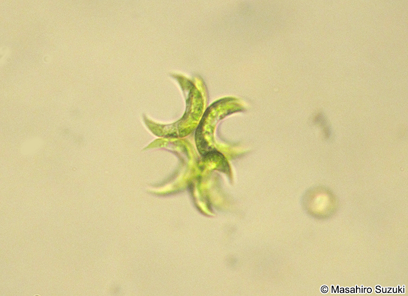 Selenastrum bibraianum