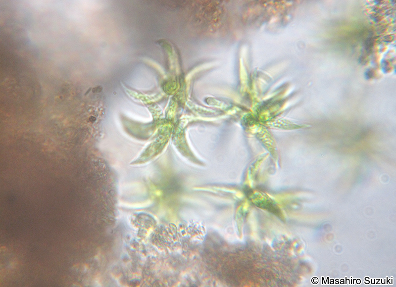 Selenastrum bibraianum