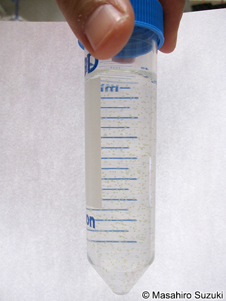 Volvox carteri f. nagariensis