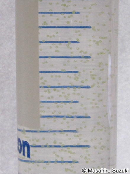 Volvox carteri f. nagariensis