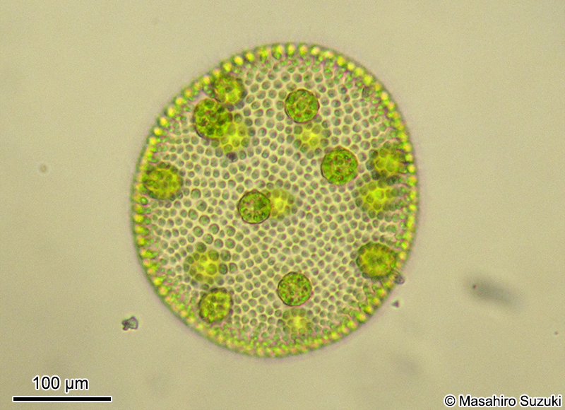 Volvox carteri f. nagariensis