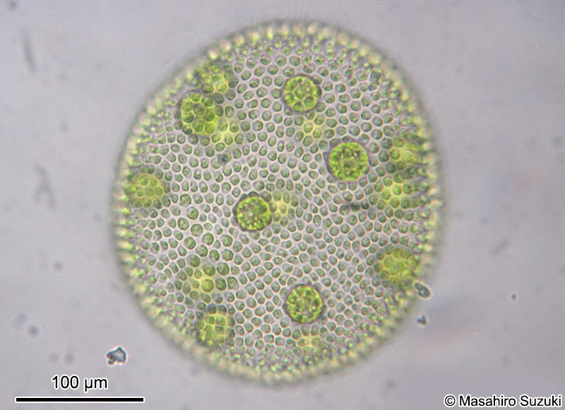 Volvox carteri f. nagariensis