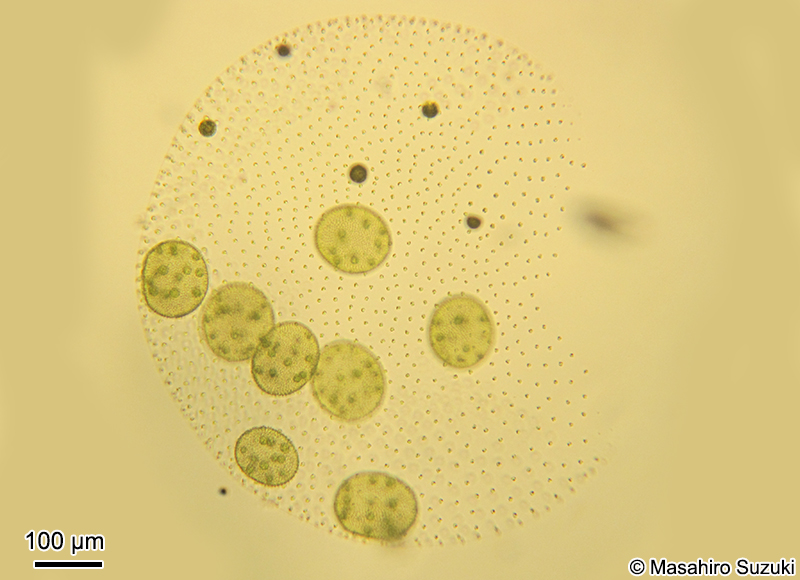 Volvox carteri f. nagariensis