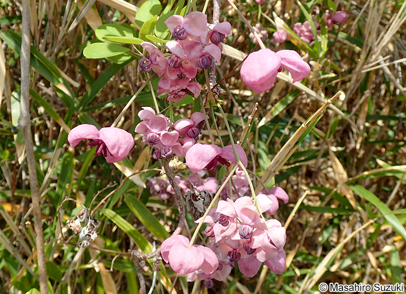 アケビ Akebia quinata