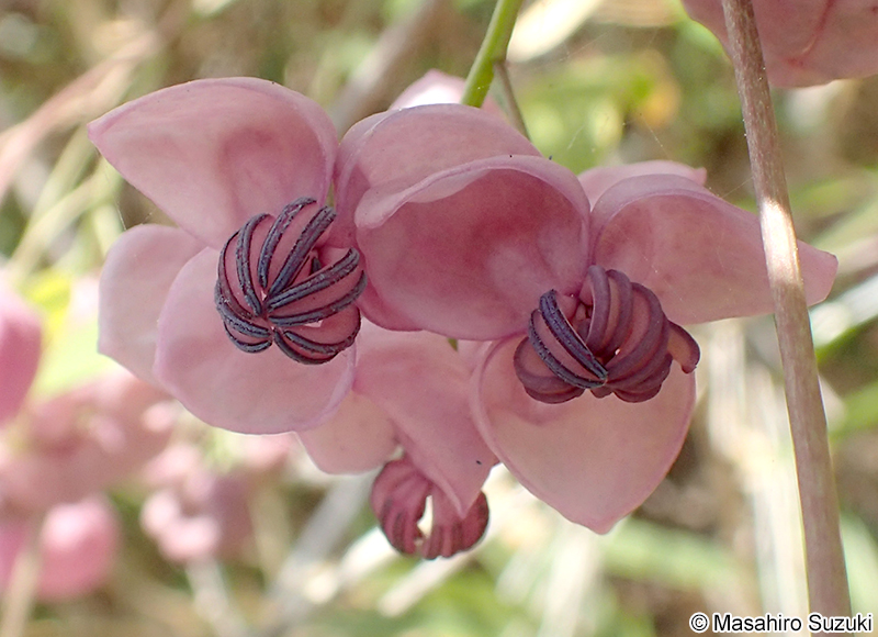 アケビの雄花