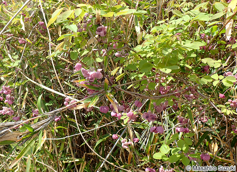 アケビ Akebia quinata