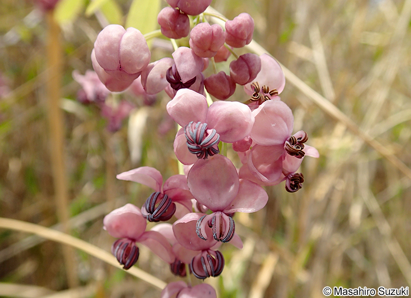 アケビ Akebia quinata