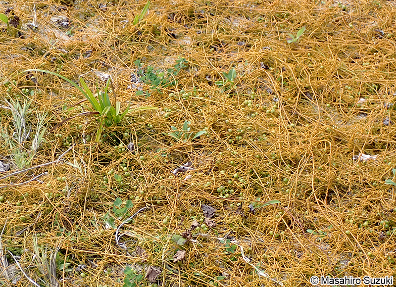 アメリカネナシカズラ Cuscuta campestris