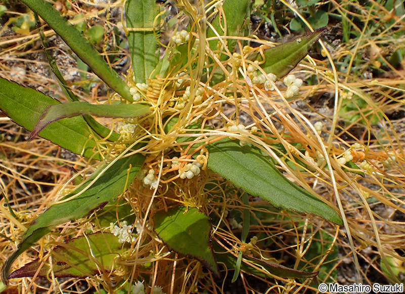 アメリカネナシカズラ Cuscuta campestris