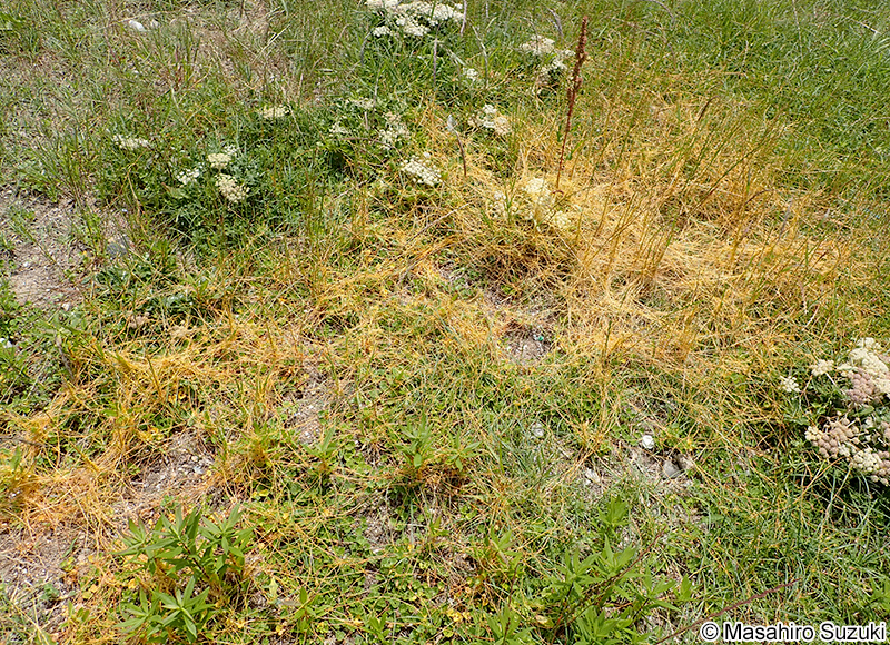 アメリカネナシカズラ Cuscuta campestris