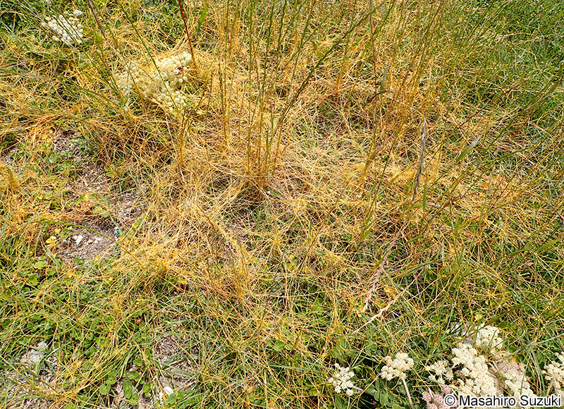 アメリカネナシカズラ Cuscuta campestris