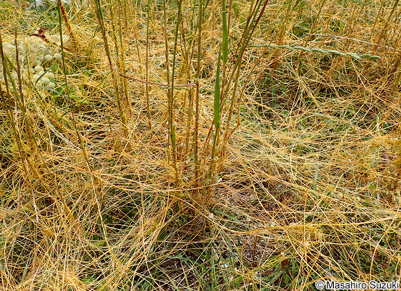 アメリカネナシカズラ Cuscuta campestris