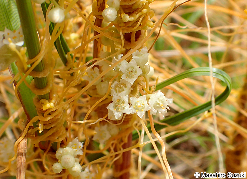 アメリカネナシカズラの花