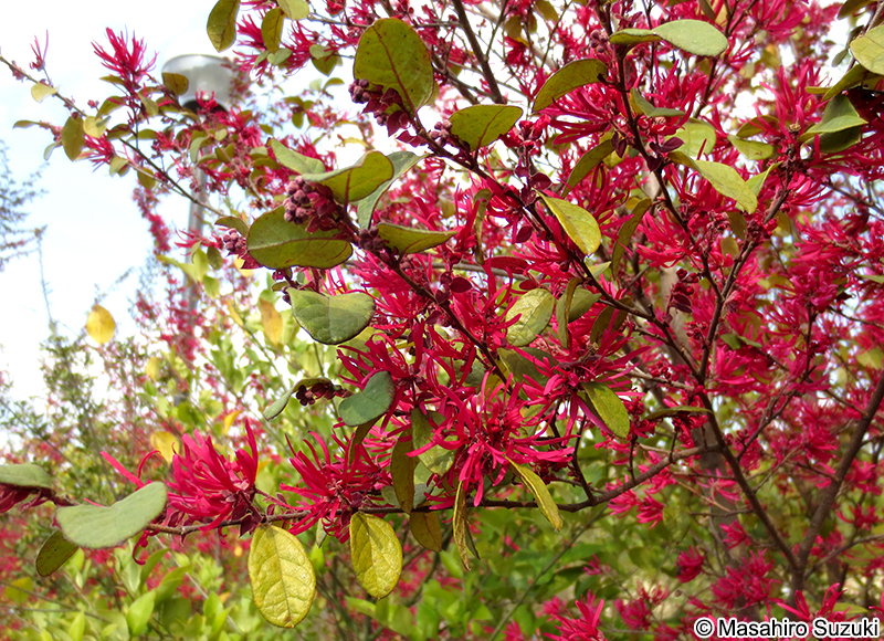 ベニバナトキワマンサク Loropetalum chinense var. rubrum