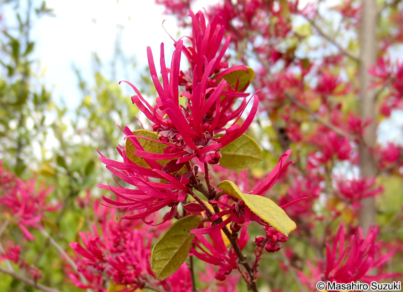ベニバナトキワマンサク Loropetalum chinense var. rubrum