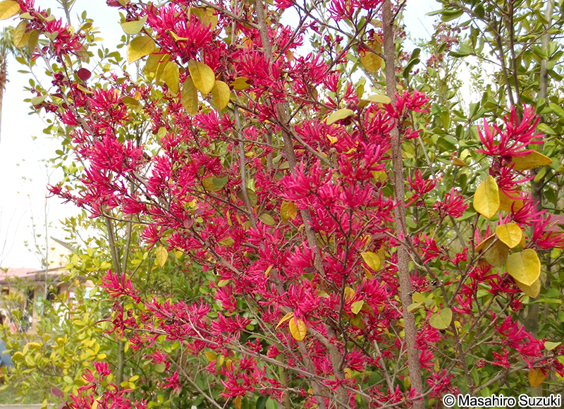 ベニバナトキワマンサク Loropetalum chinense var. rubrum