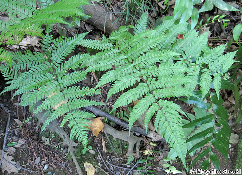ベニシダ Dryopteris erythrosora