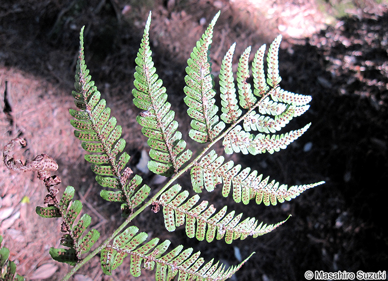 ベニシダ Dryopteris erythrosora